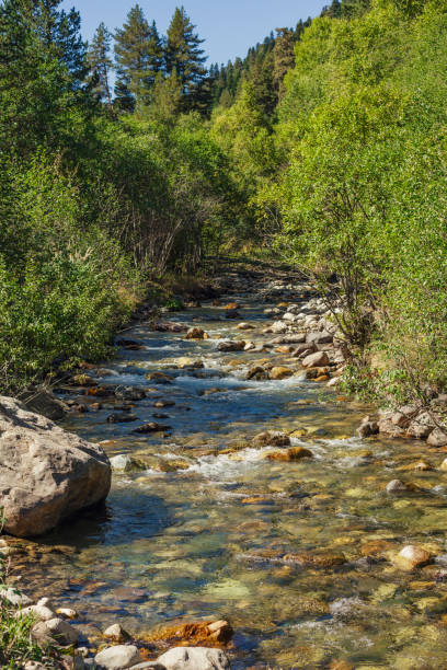 shallow alpine river with a fast flow and stones on the bank