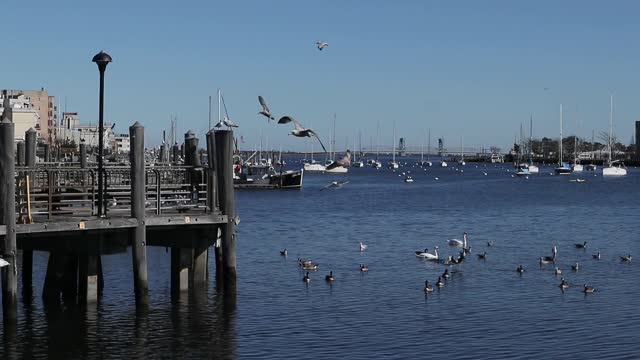 birds flying along dock in canal (sheepshead bay brooklyn new york city) gulls, geese shorebirds with boats in marina nearby and distant gil hodges bridge to rockaways in background