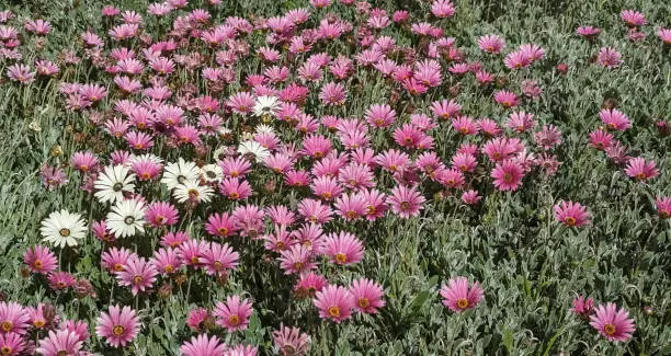 A mixture of pink and white African Daisies in a meadow (Arctotis acaulis) flowers
