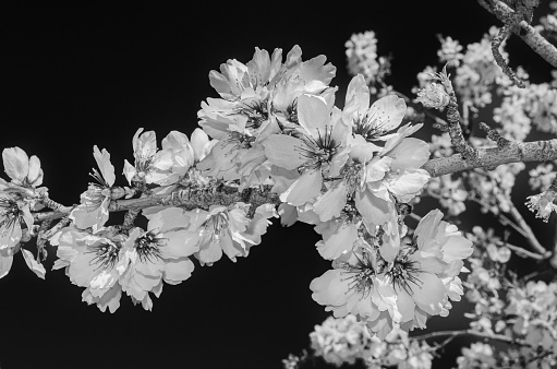 Almond trees in bloom in spring in Quinta de los Molinos Park in Madrid, Spain. Black and white image