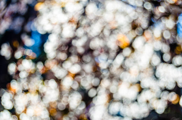 Blurred image of a cherry blossom tree in spring, natural background