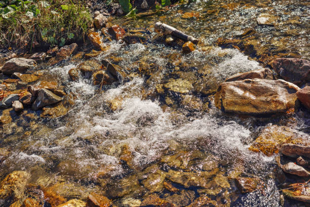 shallow mountain river with a fast flow and stones on the bank