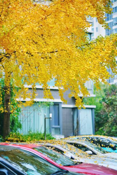 istock autum in shanghai 2082174670