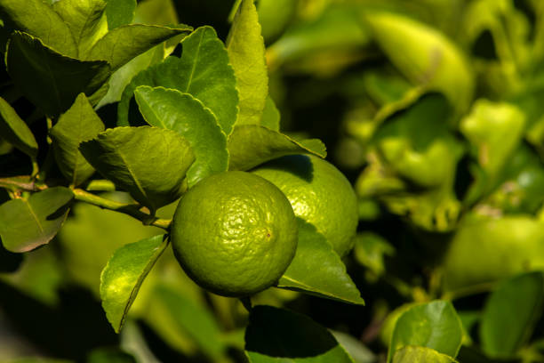 Green limes on a tree on a family farm in Brazil. Close-up of green citrus fruit, natural background. Nature concept