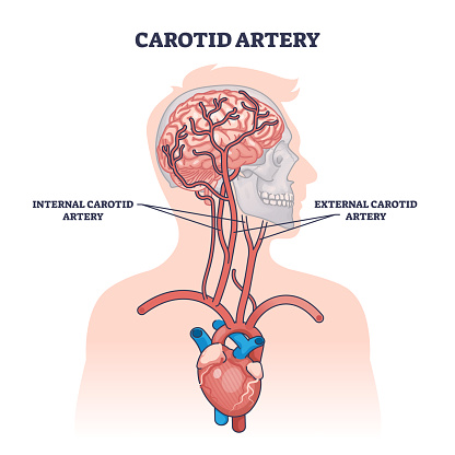 Carotid artery as brain blood supply major vessels outline diagram. Labeled educational scheme with medical structure and location on upper chest vector illustration. Head and neck blood flow cycle.