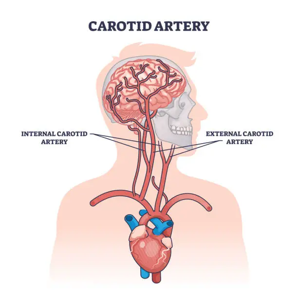 Vector illustration of Carotid artery as brain blood supply major vessels outline diagram