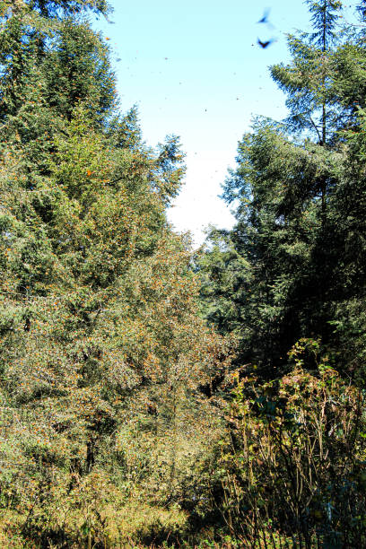 istock Monarch butterflies in the woods 2082230820