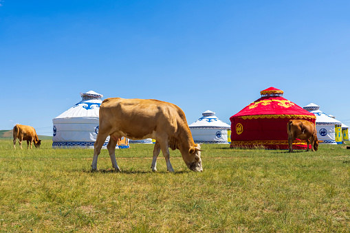 Mongolian yurt on the grassland， Cows and yurts under the blue sky and white cloudsCattle and yurts on the grassland