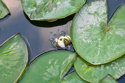 White water lily bud in a pond