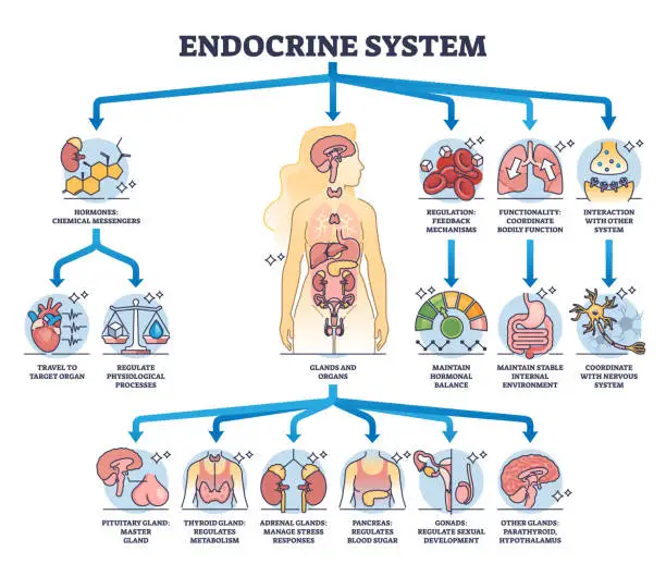 Vector illustration of Endocrine system with body glands and organs functions outline diagram.