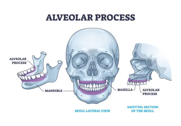 Vector illustration of Alveolar process with anatomical head bone ridge for teeth outline diagram