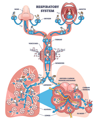 Journey through respiratory system outline diagram. Labeled educational breathing process with carbon and oxygen gas exchange in lungs vector illustration. Throat, voice box and windpipe location.