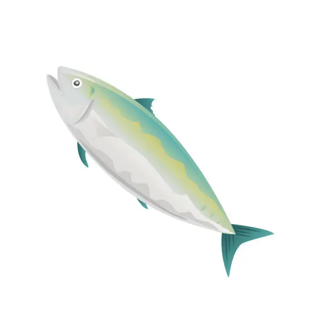 Vector illustration of Mackerel fish