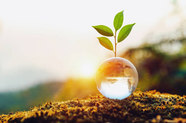 istock small plant is growing inside a clear glass globe 2082269723