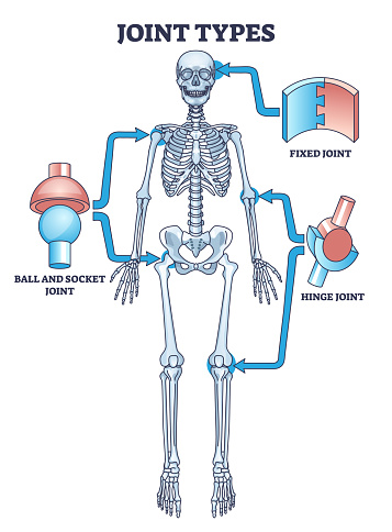 Joint types with fixed, hinge or ball and socket connections outline diagram. Labeled educational medical scheme with skeletal system and bone support vector illustration. Simple anatomical examples.