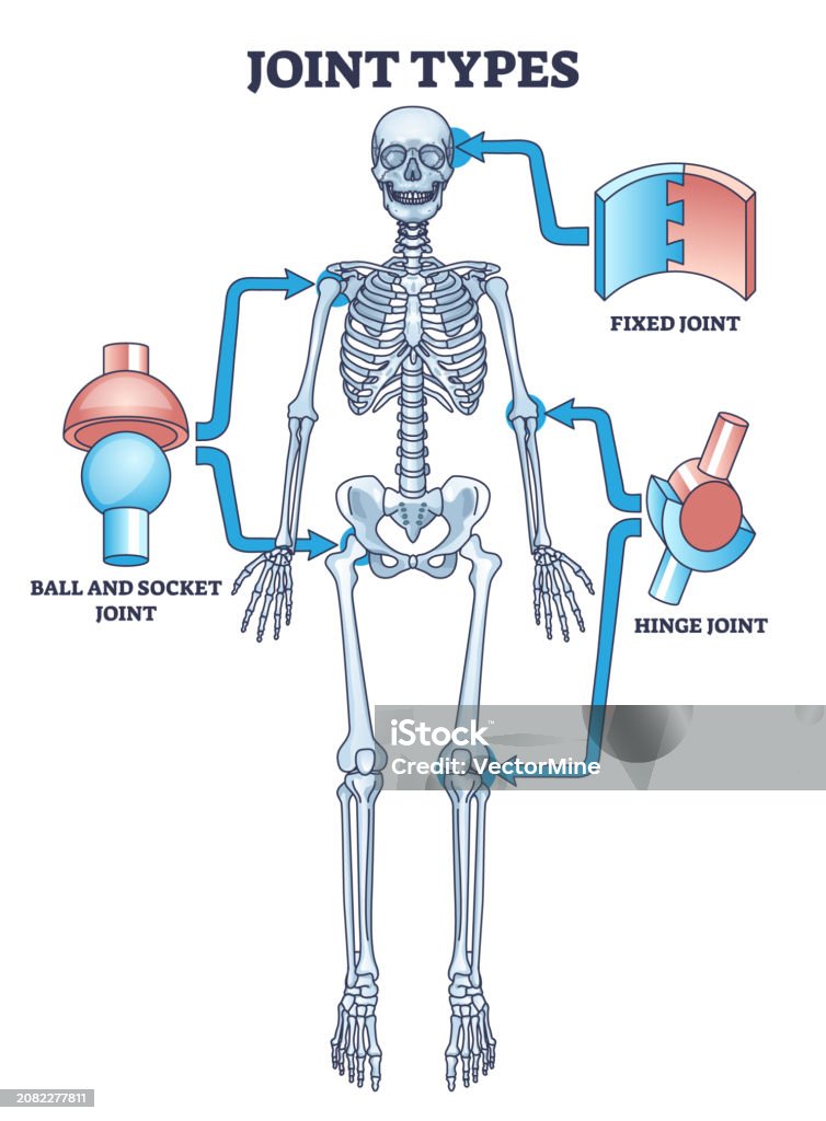 Joint Types And Examples Joint Types With Fixed Hinge Or Ball And Socket Connections Outline ...