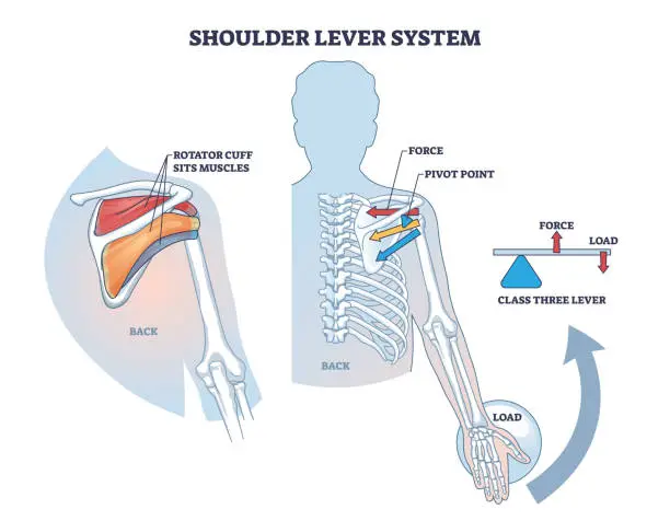 Vector illustration of Shoulder lever system for shoulder and upper body movement outline diagram