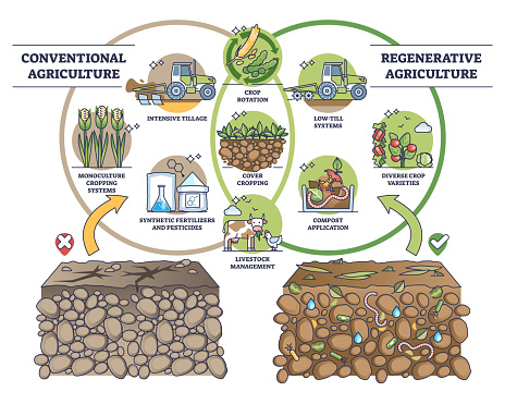 Regenerative agriculture vs conventional soil practices outline diagram. Labeled educational farming systems as compared sustainable, organic gardening versus intensive cropping vector illustration.