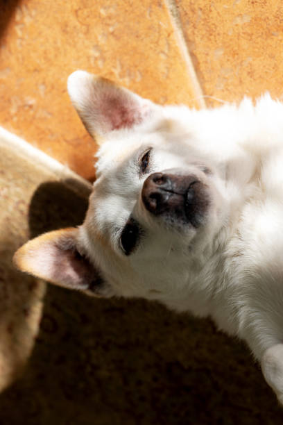 istock Portrait of a small white dog. View from above 2082296745