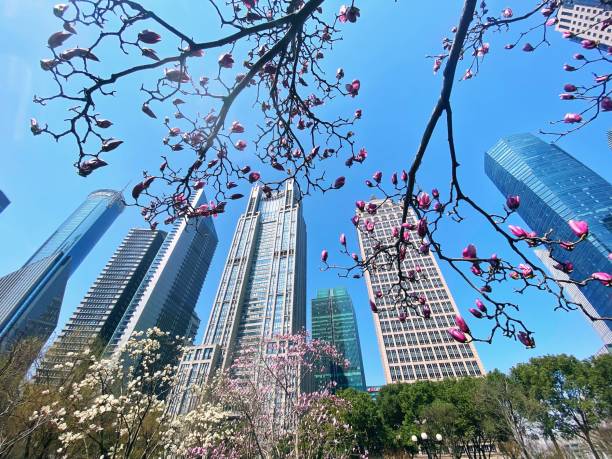 istock lujiazui centeral garden yulan flowers 2082296748