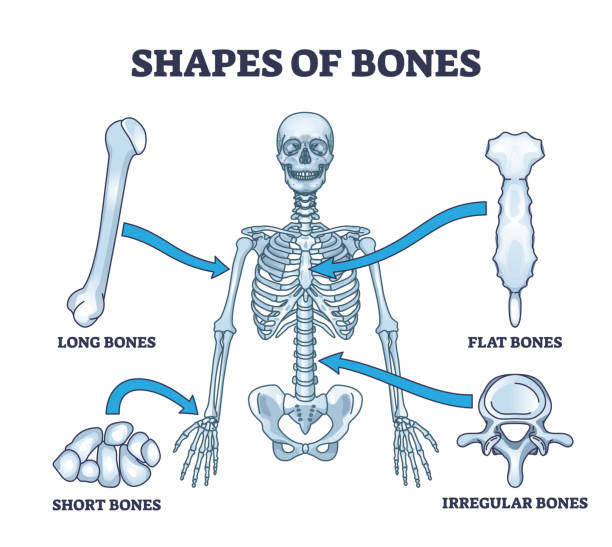 illustrazioni stock, clip art, cartoni animati e icone di tendenza di forme delle ossa con diagramma anatomico di divisione della forma dello scheletro umano - costole corte