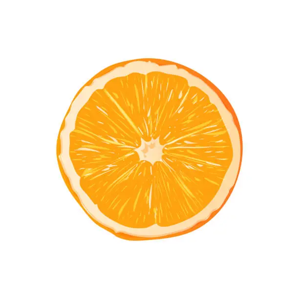 Vector illustration of Vector slice ripe orange citrus fruit isolated on white