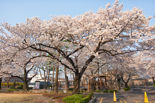 alley of blooming cherry trees in Gyeong-ju, South Korea