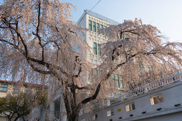istock Cherry Blossoms in Seoul 2082302249