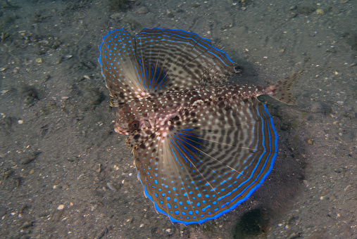 A Flying Gunard (Dactylopterus volitans) in Florida, USA