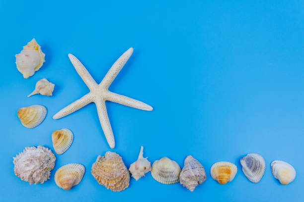 istock Seashells and starfish on pastel blue background. Top view, copy space. Summer vacations concept 2082303433