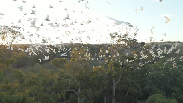 Cockatoos flying in large groups around trees at sunset.
