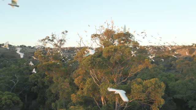 Drone footage of flocks of Cockatoos flying around trees in the evening.