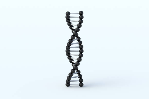 One DNA structure on gray background. Spiral molecule model. Genetic biotechnology. Medical innovation technology. Genome evolution. 3d render