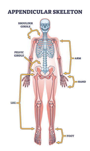 umrissdiagramm des appendikularskeletts mit teilen des menschlichen körperskelettsystems - wirbelsäule grafiken stock-grafiken, -clipart, -cartoons und -symbole