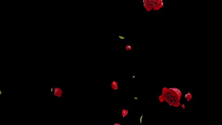 Falling Red Rose Alpha