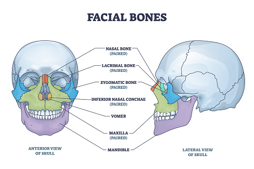 Facial bones with anterior and lateral view of human skull outline diagram. Skeletal anatomy with labeled educational medical scheme vector illustration. Nasal, lacrimal and zygomatic face parts.