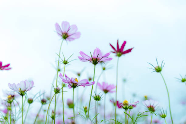istock Cosmos flowers in the garden 2082354475