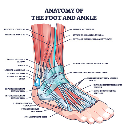 Anatomy of foot and ankle with labeled medical location outline diagram. Labeled educational scheme with skeletal bones and muscles in latin names vector illustration. Biology and medicine study.