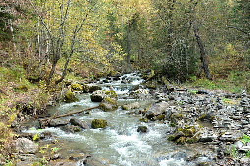 The stormy stream of a fast-moving river flowing from the mountains through a thinned autumn forest, bending around stones covered with moss in its bed. Theveneck River (Third River), Altai, Siberia, Russia.