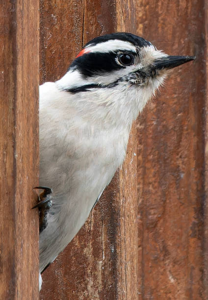 istock A Woodpecker comes to the backyard desk 2082371029