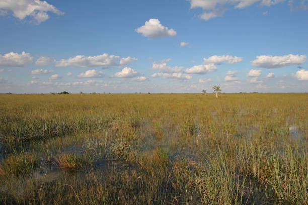 Sawgrass prairie in Everglades National Park, Florida, from Pa-Hay-Okee boardwalk under beautiful autumn cloudscape.