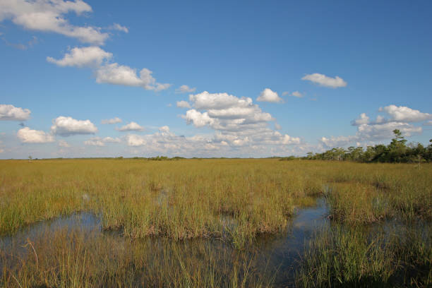 Sawgrass prairie in Everglades National Park, Florida, from Pa-Hay-Okee boardwalk under beautiful autumn cloudscape.