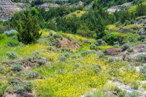 istock Scenery of Painted Canyon in Summer 2082375258