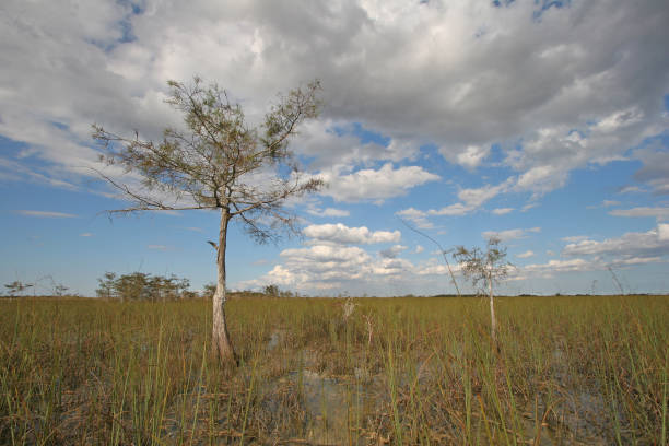 istock Cypress Trees of Everglades National Park. 2082375890