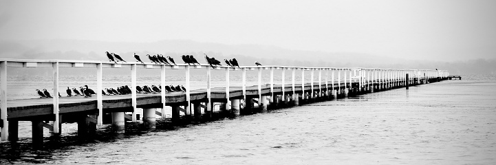 Water birds sitting on the Long Jetty Wharf