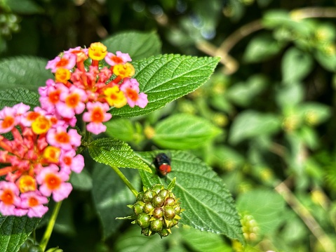 The common green bottle fly (Lucilia sericata) is near pink Lantana flowers