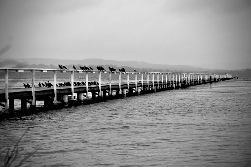 Water birds sitting on the Long Jetty Wharf
