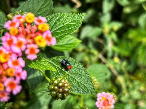 The common green bottle fly (Lucilia sericata) is seen near pink Lantana flowers