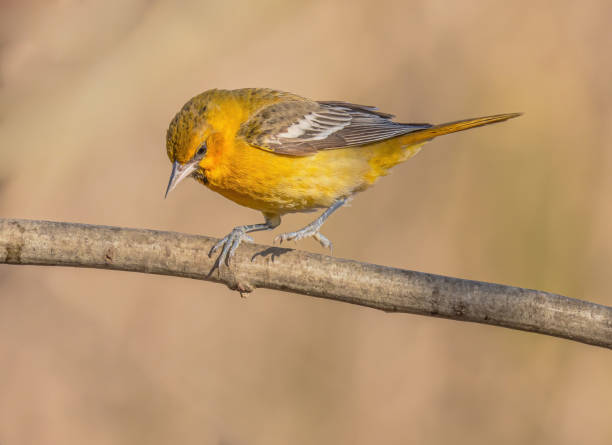 istock Bullock Oriole On A Branch Getting Ready To Fly 2082381039