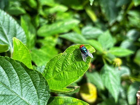 spotted The common green bottle fly (Lucilia sericata)